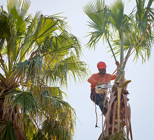 Residential Tree Removal in Golden Grove, SC